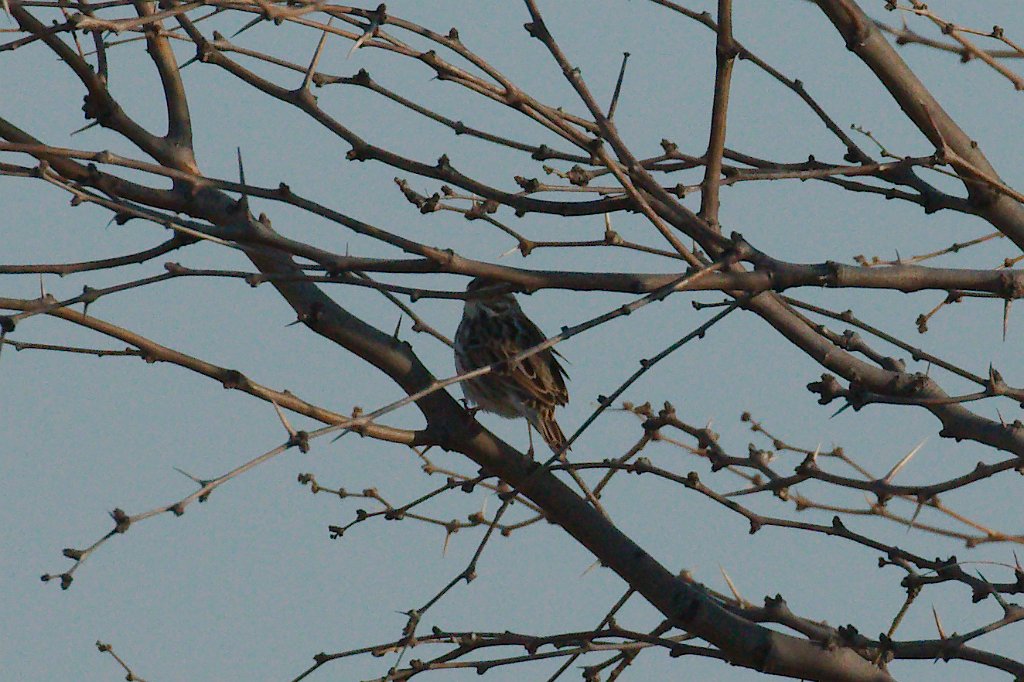 Lark Sparrow 2016-02-13_1.jpg